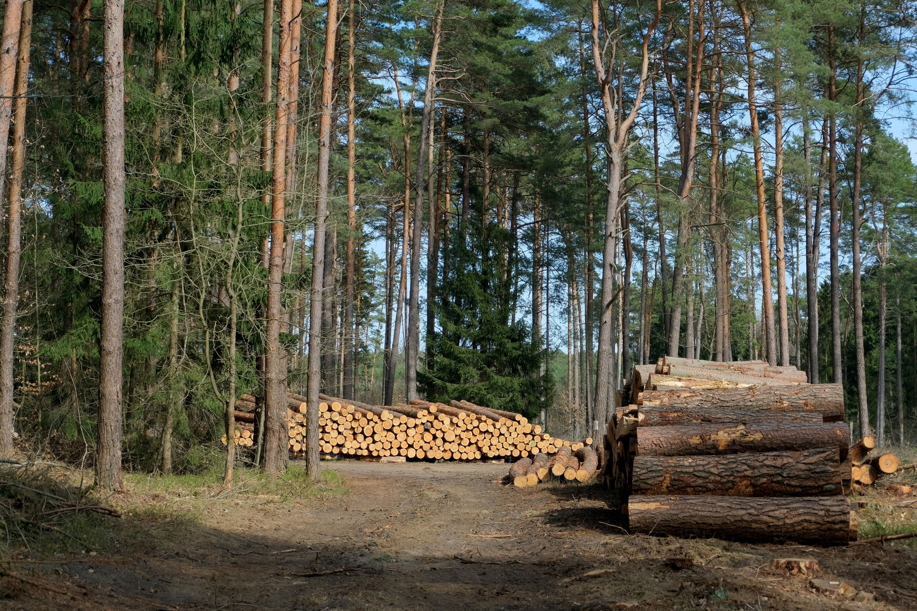 Stacked harvested timber in a managed pine forest