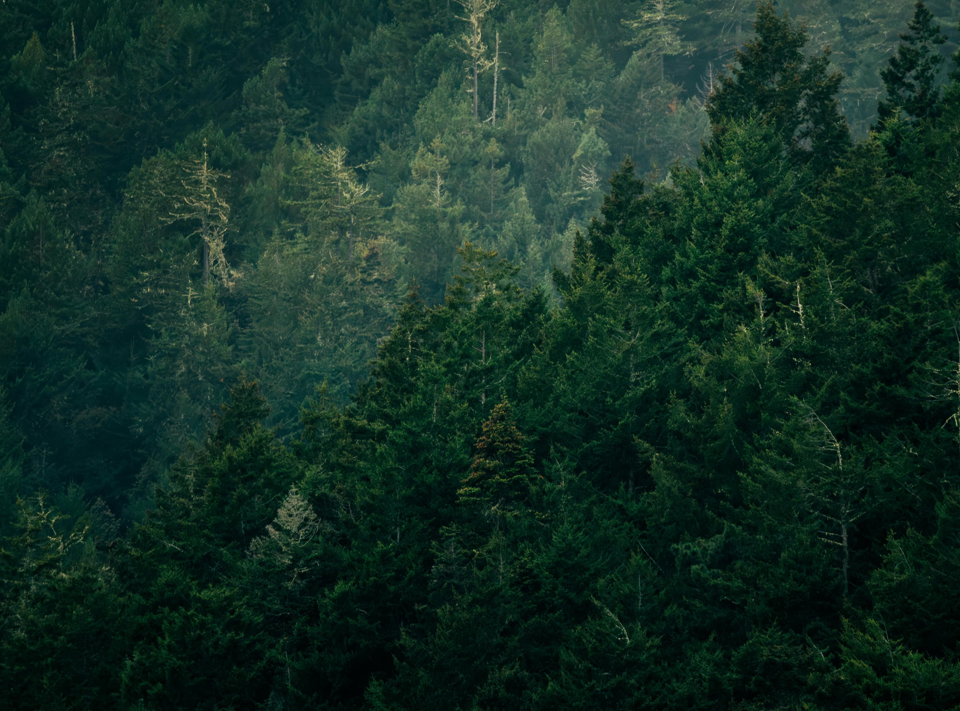 Sustainably managed forest