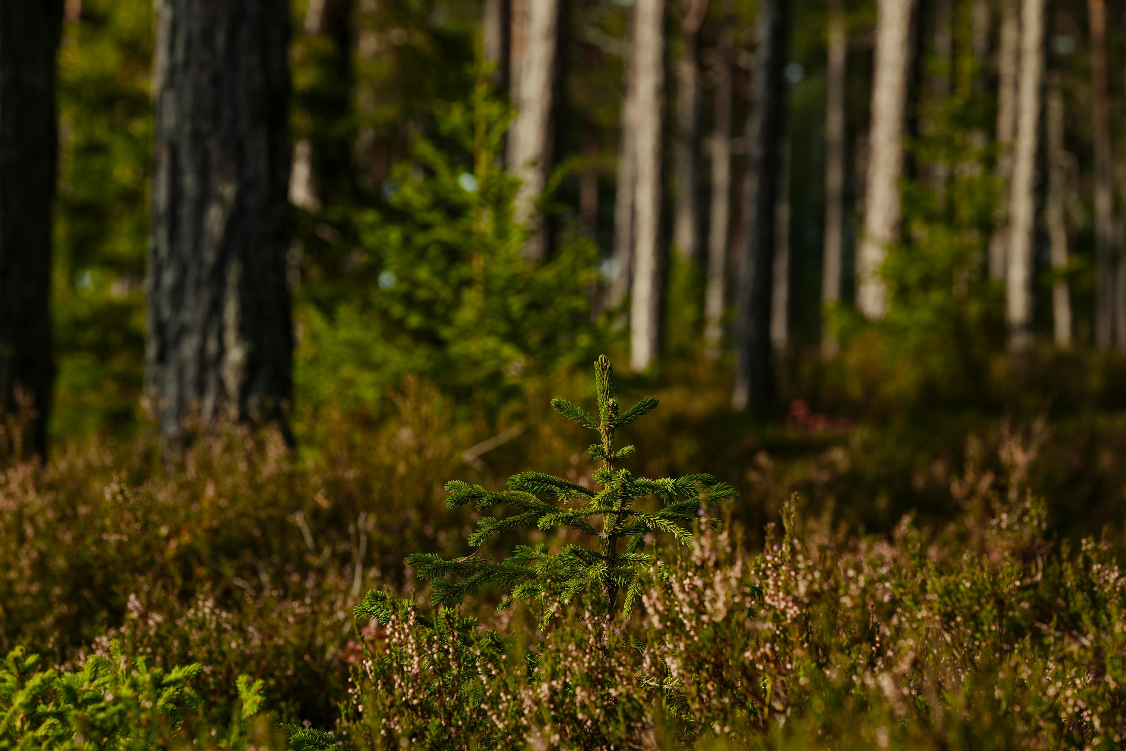 Forest landscape